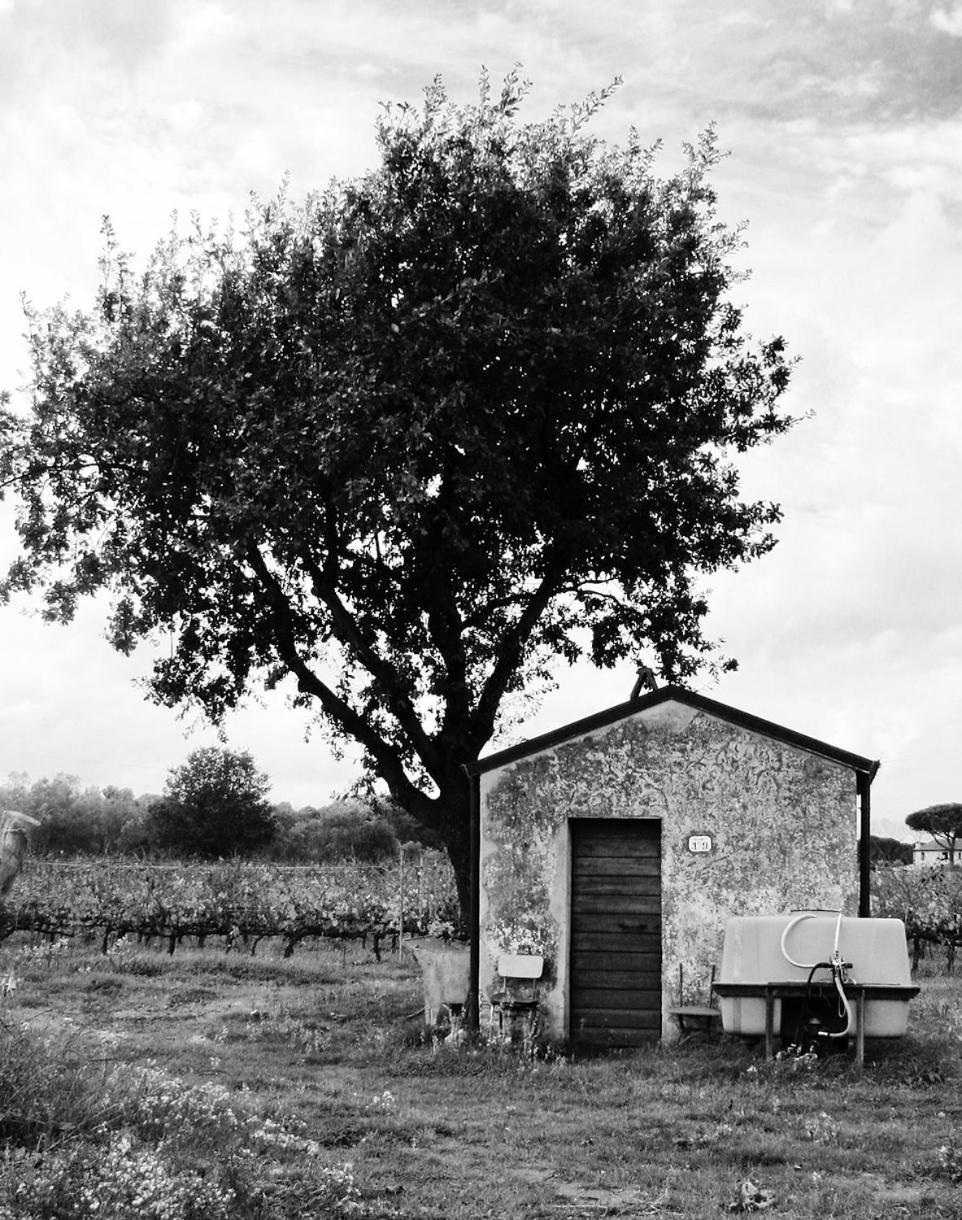 La Cipriana Villa Castagneto Carducci Luaran gambar